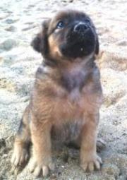 dog on beach